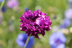 froufrou violet
