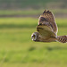 Short-eared owl  -  Hibou des Marais