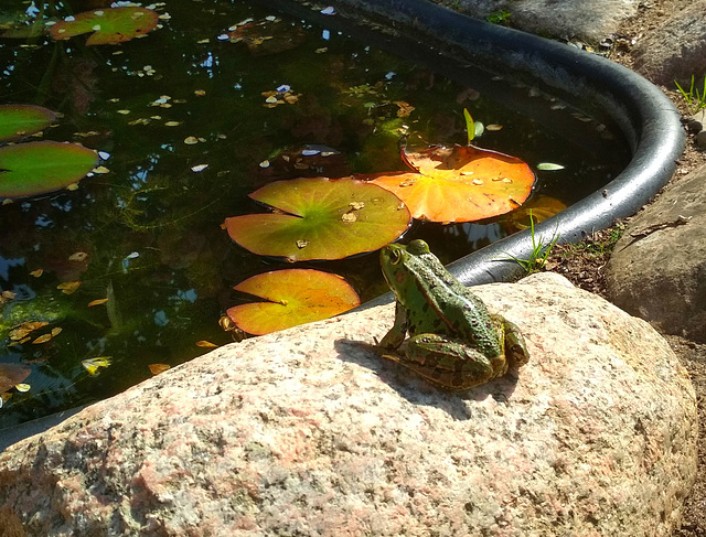 Happy Frog Friday !