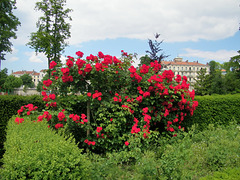 Un "bouquet" de roses rouges