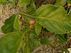 DSC01088 - ora-pro-nóbis Pereskia aculeata aculeata, Cactaceae