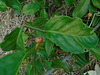 DSC01089 - ora-pro-nóbis Pereskia aculeata aculeata, Cactaceae