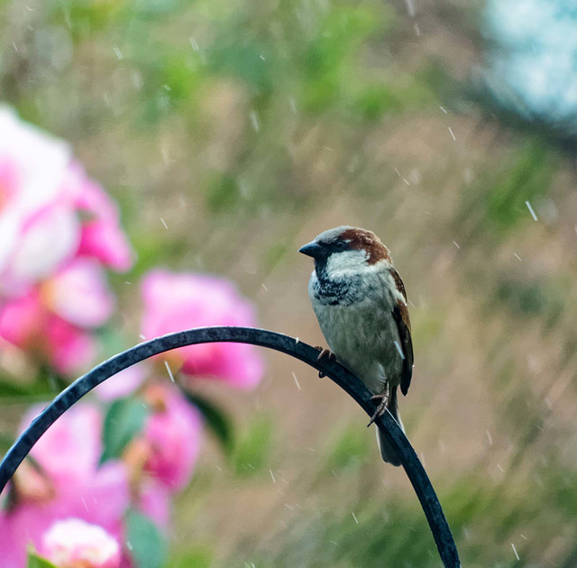 Sparrow in the rain