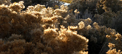Rabbit brush with its fall fluff