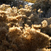 Rabbit brush with its fall fluff
