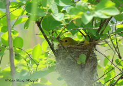 Paruline jaune au nid