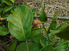 DSC01092 - ora-pro-nóbis Pereskia aculeata aculeata, Cactaceae