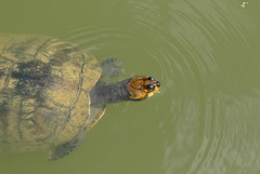 Turtle EF7A6926