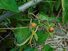 DSC01093 - ora-pro-nóbis Pereskia aculeata aculeata, Cactaceae