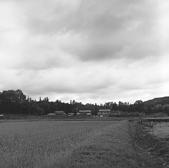 Paddy field and houses
