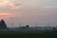 Paddy fields in the early morn