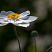 20140801 4420VRAw [D~E] Japanischen Herbst-Anemone (Anemone hupehensis var. japonica), Gruga-Park, Essen