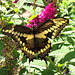 Giant Swallowtail (Papilio Cresphontes) Aug. 4th, 2017