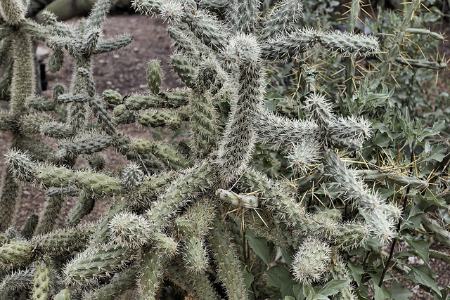A Prickly Inukshuk – Desert Botanical Garden, Papago Park, Phoenix, Arizona