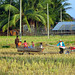 Rice harvest on Don Det, 4 thousand islands , Champasak ,South Laos,
