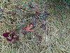 DSC01095 - hibisco ou kenaf Hibiscus cannabinus, Malvaceae