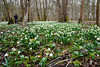 Im Märzenbecherwald - In the spring snowflake forest - Leucojum vernum - 2 PiP