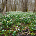 Im Märzenbecherwald - In the spring snowflake forest - Leucojum vernum - 2 PiP