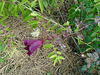 DSC01096 - hibisco ou kenaf Hibiscus cannabinus, Malvaceae