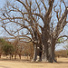 Baobab Tree, Senegal
