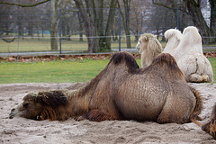 Kamele (Wilhelma)