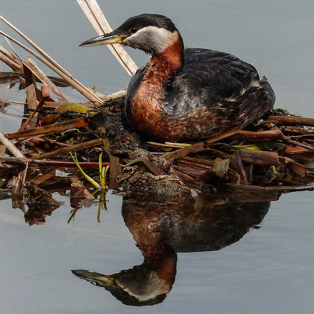 Red-necked Grebe & reflection