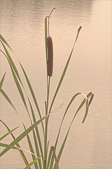 Where The Cattails Grow