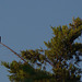 Pigeon ramier (Columba palumbus) attentif sur son perchoir.