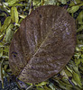 Autumn Magnolia leaf