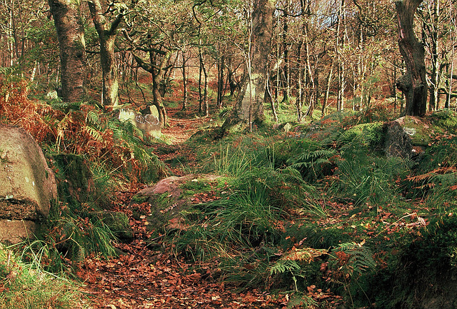 Wildboar Clough - the path through the woods (6 of 9)