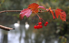 Schneeball im Herbst, Viburnum