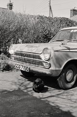 Ford Cortina with black cat. c.1978