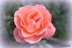 1-036 Rose
