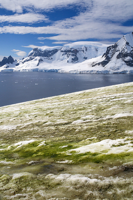 Green Antarctica (PiP)