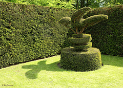 Buxus Opvlieger