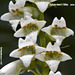 Digitalis lutea L. subsp. lutea