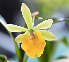 IMG 0541 Vie et décrépitude d'une orchidée pip
