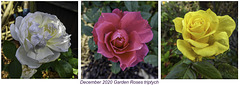 December Roses Triptych