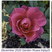 December Roses Triptych