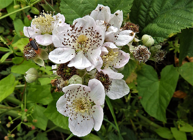 The Blackberry flower with visitors.