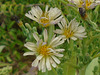 DSC01099a - Almeirão-roxo Lactuca canadensis, Asteraceae