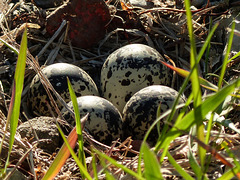 Killdeer nest