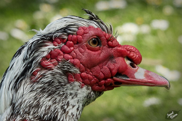 Pictures for Pam, Day 161: Muscovy Duck Portrait