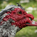 Pictures for Pam, Day 161: Muscovy Duck Portrait