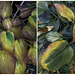 Hosta leaves changing colour