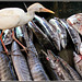 Victoria : al market un airone passeggia sui pesci....
