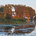 Wellers Bay, Lake Ontario