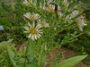 DSC01100 - Almeirão-roxo Lactuca canadensis, Asteraceae