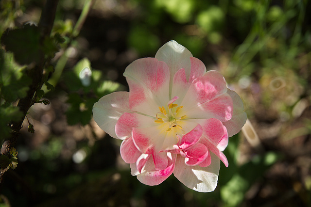 Rosa-weiß-Tulpe