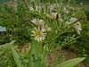 DSC01101 - Almeirão-roxo Lactuca canadensis, Asteraceae